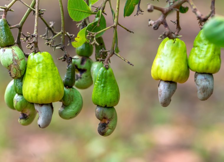 Cashew nut fruit or Anacardium occidentale on tree is about to ripen during the harvest. This is a fruit for oil-rich seeds with high nutritional value