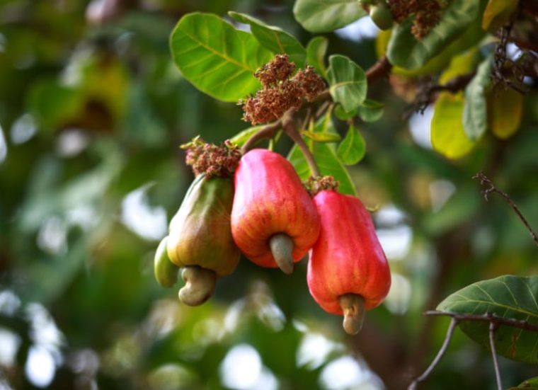 Cashew-Apple-LOrenta-Nuts-Blog